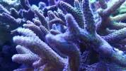 [TodoMarino.com] Ventino's reef