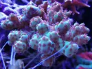 [TodoMarino.com] Ventino's reef