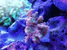 [TodoMarino.com] Ventino's reef