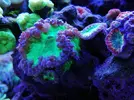 [TodoMarino.com] Ventino's reef