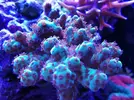 [TodoMarino.com] Ventino's reef