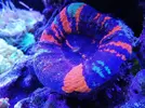 [TodoMarino.com] Ventino's reef