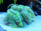 [TodoMarino.com] Ventino's reef
