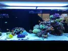 [TodoMarino.com] Ventino's reef