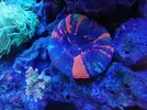 [TodoMarino.com] Ventino's reef