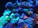 [TodoMarino.com] Ventino's reef