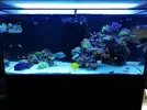 [TodoMarino.com] Ventino's reef