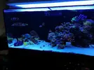 [TodoMarino.com] Ventino's reef