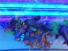 [TodoMarino.com] Ventino's reef