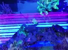 [TodoMarino.com] Ventino's reef