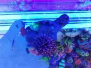 [TodoMarino.com] Ventino's reef