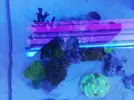 [TodoMarino.com] Ventino's reef