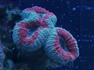 [TodoMarino.com] Ventino's reef