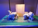 [TodoMarino.com] Ventino's reef