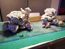 [TodoMarino.com] Ventino's reef