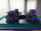 [TodoMarino.com] Ventino's reef