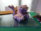 [TodoMarino.com] Ventino's reef