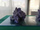 [TodoMarino.com] Ventino's reef