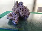 [TodoMarino.com] Ventino's reef