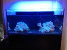[TodoMarino.com] Ventino's reef