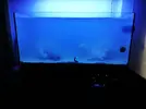 [TodoMarino.com] Ventino's reef