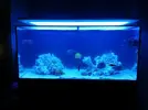[TodoMarino.com] Ventino's reef