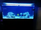 [TodoMarino.com] Ventino's reef