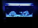 [TodoMarino.com] Ventino's reef