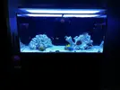 [TodoMarino.com] Ventino's reef