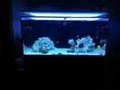 [TodoMarino.com] Ventino's reef