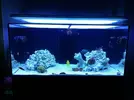 [TodoMarino.com] Ventino's reef