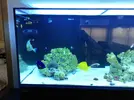 [TodoMarino.com] Ventino's reef