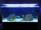 [TodoMarino.com] Ventino's reef