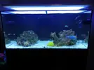 [TodoMarino.com] Ventino's reef
