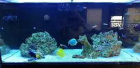 [TodoMarino.com] Ventino's reef