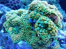[TodoMarino.com] Ventino's reef