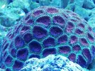 [TodoMarino.com] Ventino's reef