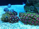 [TodoMarino.com] Ventino's reef