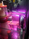 [TodoMarino.com] Chaeto con filamentosa verde