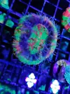 [TodoMarino.com] Scolymias - Getafe, Madrid