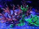 [TodoMarino.com] Vendo Esquejes ( montiporas varias) - Madrid