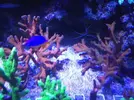 [TodoMarino.com] Vendo Esquejes ( montiporas varias) - Madrid