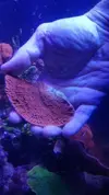 [TodoMarino.com] Montipora plato roja, caulastrea verde lima - Parla, Madrid