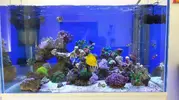 [TodoMarino.com] Vendo Reef - Madrid