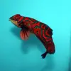 [TodoMarino.com] synchiropus splendidus hembra. 1.5 años en acuario, gordo. Madrid. No envio - Madrid