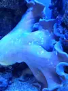 [TodoMarino.com] Manchasss blancass en mi SARCOPHYTON