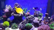 [TodoMarino.com] Vendo Reef - Madrid