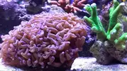 [TodoMarino.com] Vendo Reef - Madrid
