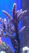 [TodoMarino.com] Vendo Reef - Madrid