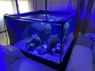 [TodoMarino.com] Vendo acuario cubo 90x90x55 445l - Rivas Vaciamadrid